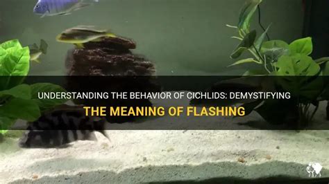 Flashing Behavior Definition