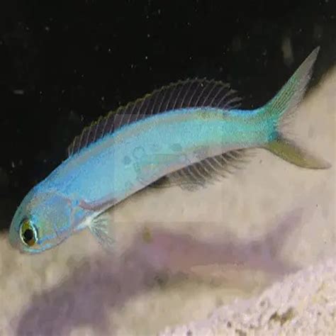 Flashing Tile Goby