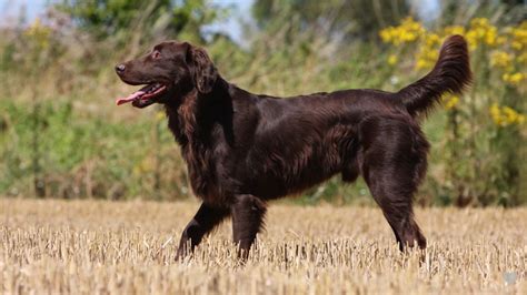 Flat Coat Dog Cost