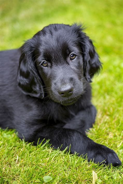 Flat Coat Lab Puppies