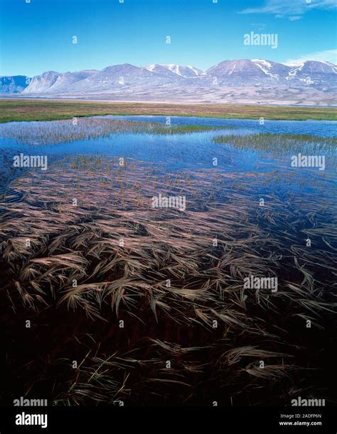 Flat Treeless Arctic Biome