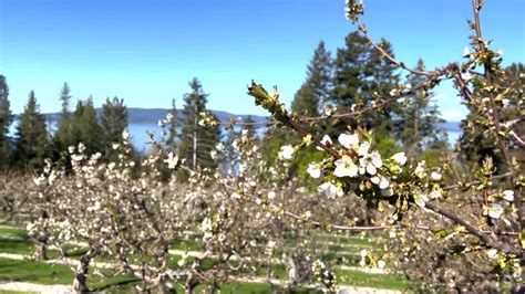 Flathead Lake cherry trees in full bloom