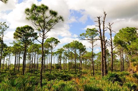 Flatwoods Environmental