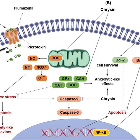 Flavonoid Chrysin Effects