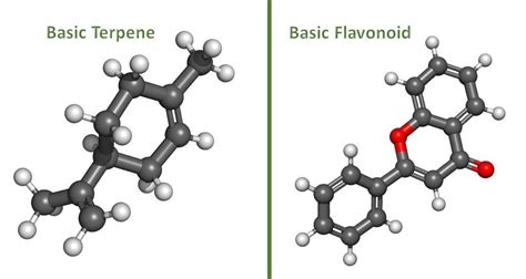 Flavonoid Vs Terpene