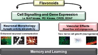 Flavonoids And Memory