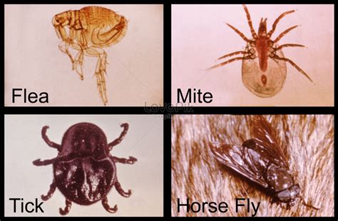 fleas ticks and mites are all examples of