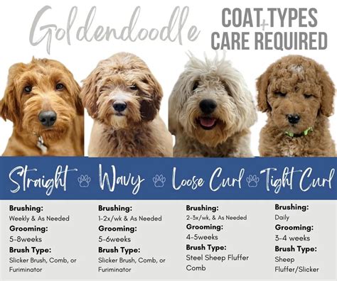 Fleece Coat Goldendoodle