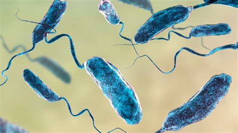 flesh-eating bacteria vibrio vulnificus