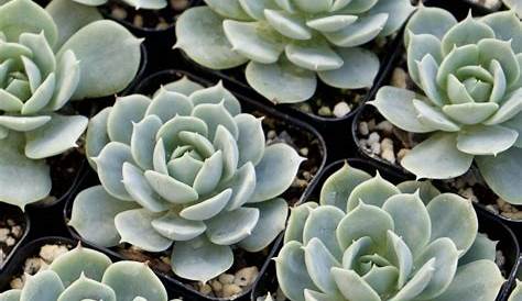 Fleur Blanc Succulent Echeveria " " Forms What Frosty Rosettes With