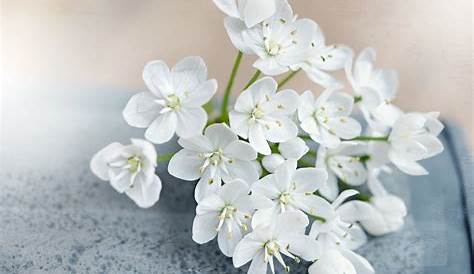 Fleur Blanc LYS BLANC