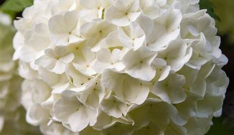 Fleur Blanche Boule Bouquet Blanc De s De Saison York Flower