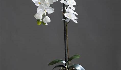 Fleur Blanche En Pot ORCHIDEE Blanc 46cm s