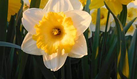 Fleur Blanche Et Jaune Nom TrekNature The Yellow Or White Flower Photo