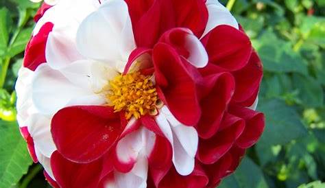 Fleur Blanche Et Rouge Photo Stock. Image Du