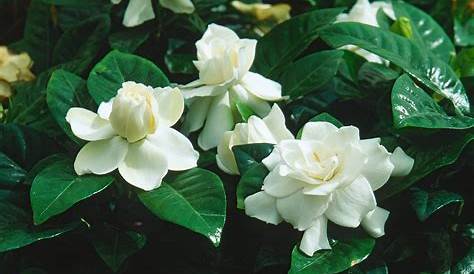 Fleur Blanche De Gardenia D'isolement Sur Le Blanc Photo