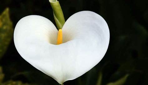 Fleur Blanche Grosse Tige Free Photo Flower, Arum, Heart, Plant, White Free Image