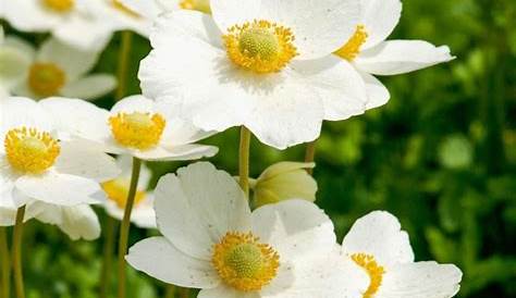 Fleur Blanche Petite Sauvage Les Plus Belles Photos Par Bonjour Nature s s