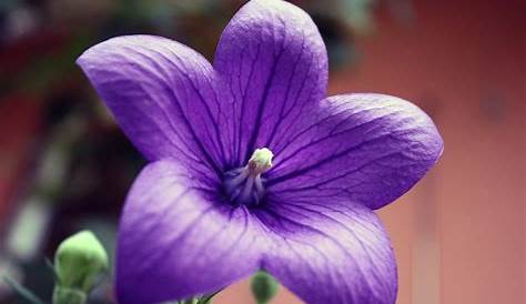 Les plus belles fleurs violettes en beaucoup d'images