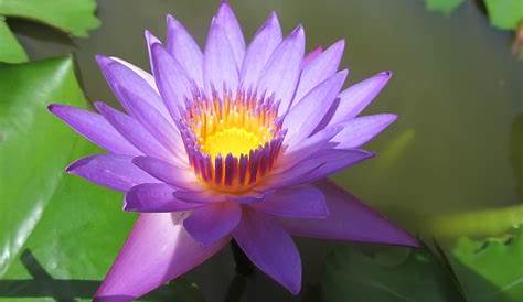 Fleur De Lotus Violette Ooreka