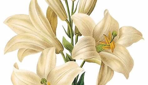 Fleur De Lys Blanche Dessin Blanc ssinés à La Main Isolé Vecteur Gratuite