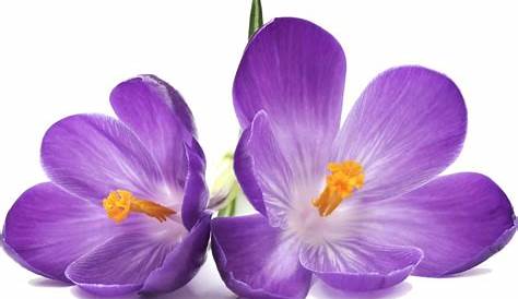 Une fleur de saison La violette, comestible et décorative