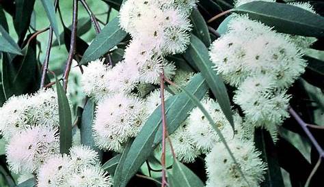 Fleur Eucalyptus Gunnii 'azura' ®