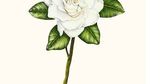 Dessin de fleur fleur de gardenia noir et blanc art mural