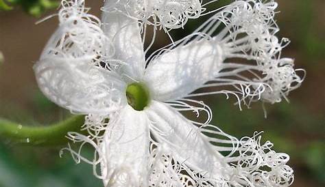 Fleur Grimpante Blanche Plante s s Odorantes