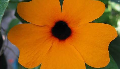 Fleur Grimpante Orange Suzanne Aux Yeux Noirs Thunbergia Alata Plante