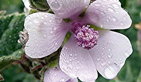 Fleur Guimauve Le Potager Ornemental De Catherine