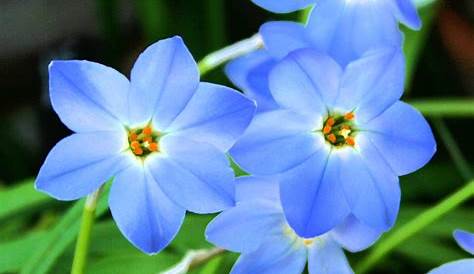 Fleur Naturelle Bleu Turquoise Myosotis Le Lot De 3 Godets Gamm Vert