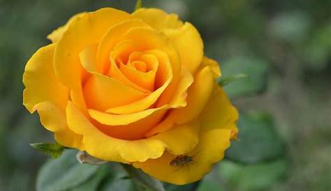 Fonds d'ecran Roses Jaune Bourgeon Fleurs télécharger photo