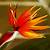fleur tete de perroquet