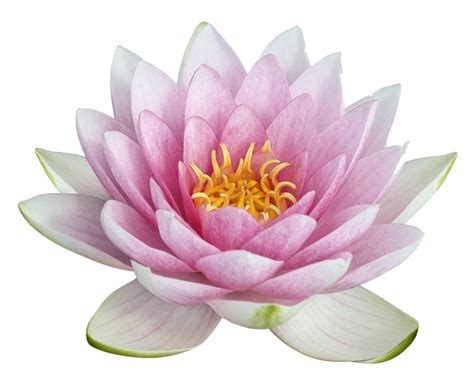 fleur de lotus png