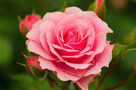 Fonds d'ecran Bouquets Rosiers Rose couleur Fleurs télécharger photo