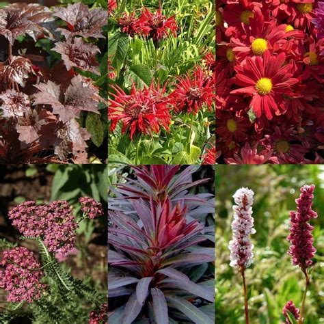 Fleurige Vaste Planten