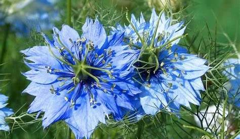 Annuelles à floraison bleue