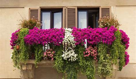 Les plus beaux fleurs de balcon en 47 images!