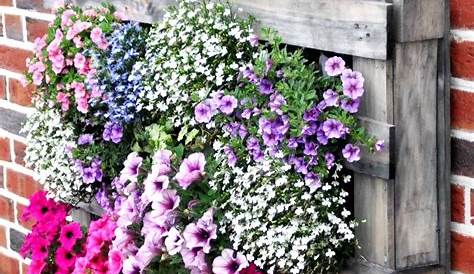 Fleurs De Balconniere Agencement Jardin Aux Meilleurs