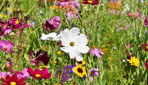 Prairie fleurie, la beauté sauvage Jardins de France