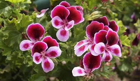 Fleurs Dete Faciles Jardinieres Fleuries D Ete Agencement De Jardin Aux