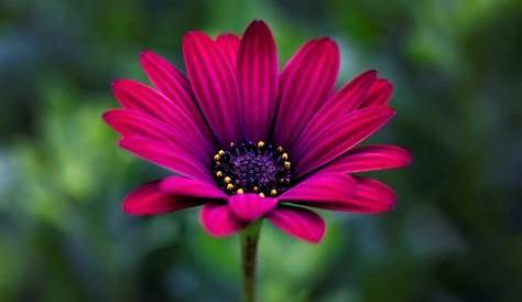 Fleurs Dete Des D'été Et Vivaces Pour Jardinières Au Soleil