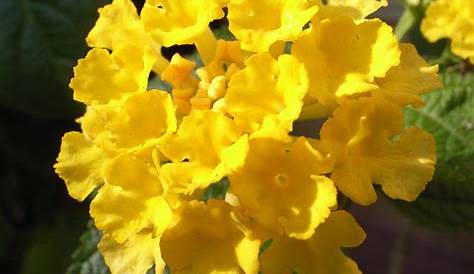 Fleurs Jaunes Annuelles Lantana Camara Evita Yellow Annuelle Buissonnante à