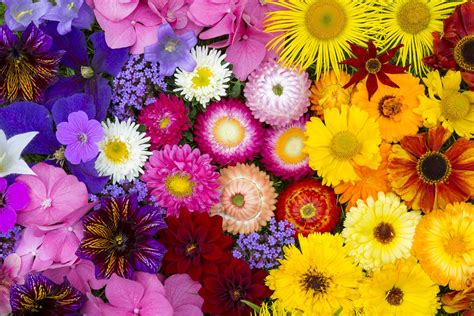 Bouquet de fleurs plein de couleurs Au Gré du Vent