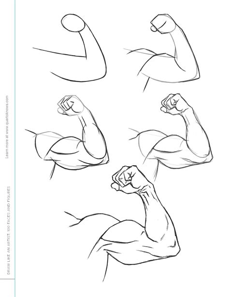 Flexing Arm Drawing Reference