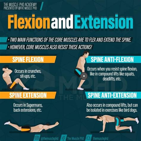 Flexion And Extension Exercise Examples