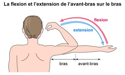 Flexion Extension Du Bras