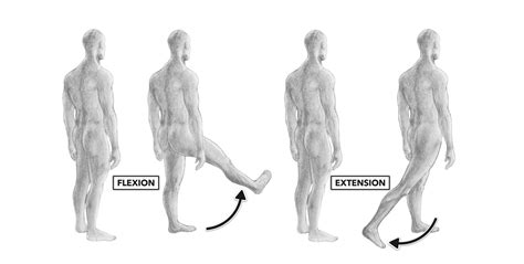 Flexion Vs Extension Hip