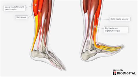 Flexor Tendon Leg Exercise Ankle Flexion